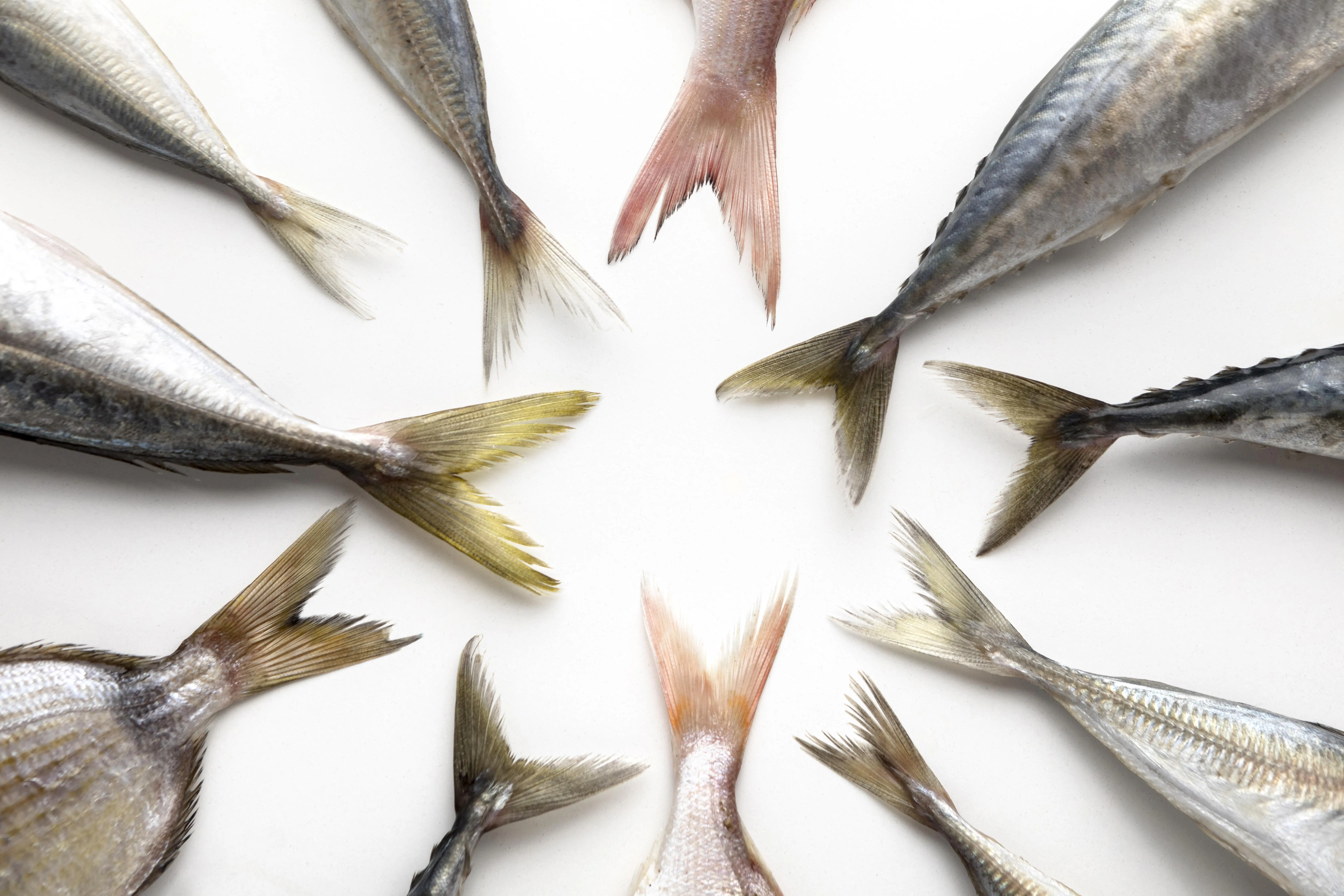 魚生・有你